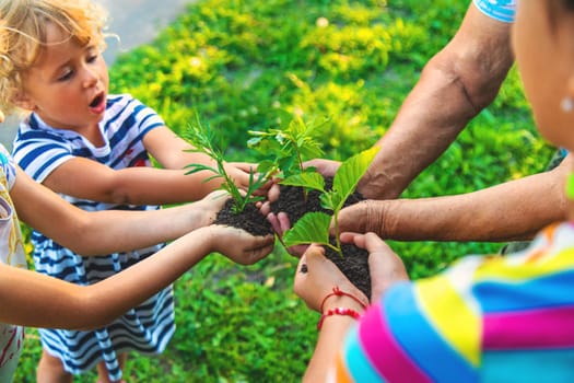 Grandmother and child hold a tree sprout in their hands. Selective focus. Nature.