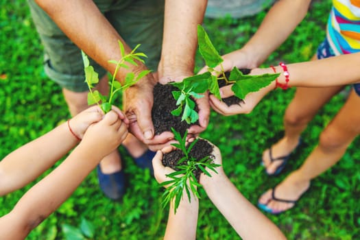 Grandmother and child hold a tree sprout in their hands. Selective focus. Nature.