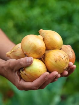 Onion harvest in the hands of a farmer. Selective focus. Food.