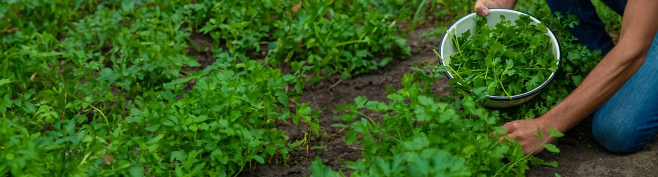 A farmer is harvesting cilantro in the garden. Selective focus. Food.