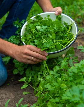 A farmer is harvesting cilantro in the garden. Selective focus. Food.
