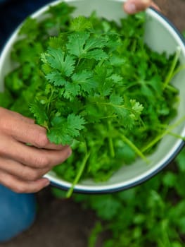 A farmer is harvesting cilantro in the garden. Selective focus. Food.