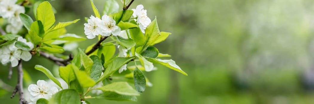 White flowers on the branches of a plum tree on a nice sunny day with a blue sky in the background in early spring