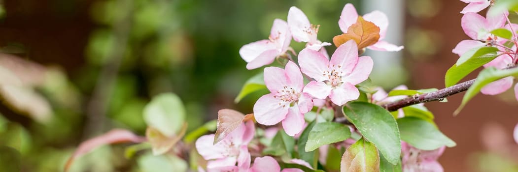 Spring background with white cherry plum blossoms in sunlight. Cherry plum blossoms