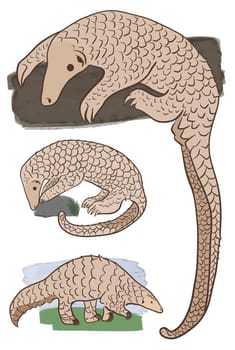 Pangolin or scaly anteater, a scales covered mammal from tropical areas such as Africa and Asia.