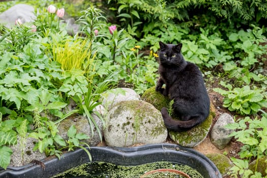 beautiful black cat sitting on road in garden, abstract natural background. summer season.