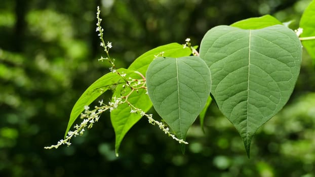 Tip of a branch with green leaves and small white flowers.