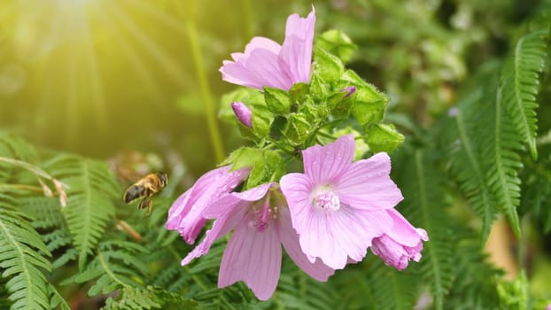 Bee flying at a flowering plant.