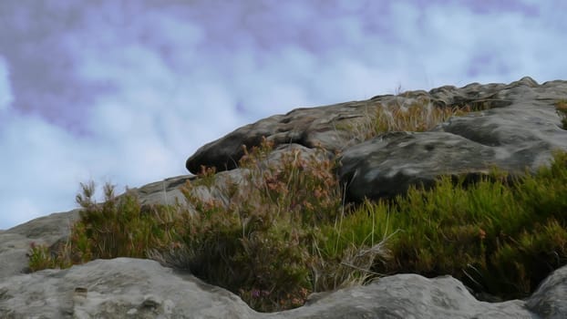 Rock painting with plants and sky with clouds.