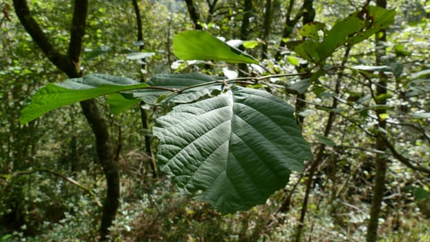 Leaves of a tree branch among the vegetation of the forest. Unedited photograph.