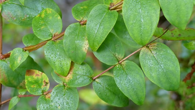 Wet leaves among the vegetation of the forest. Unedited photograph.