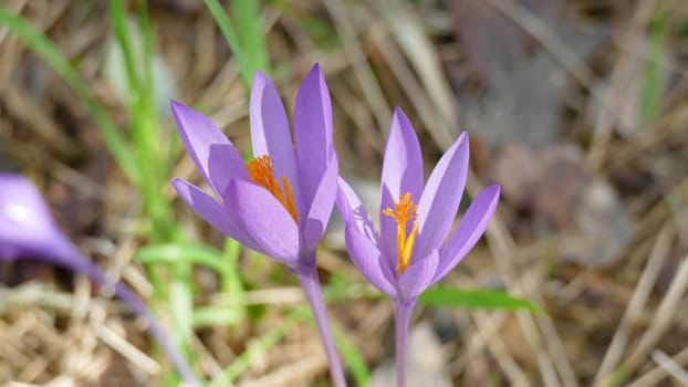 Violet flowers among the vegetation of the forest. Unedited photograph.