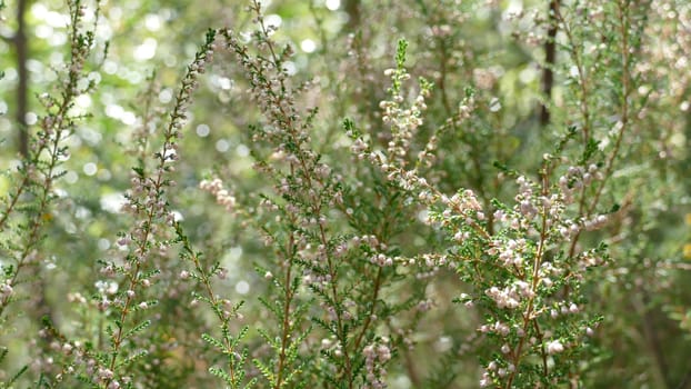 Plants with small flowers among the vegetation of the forest. Unedited photograph.