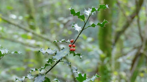 Branch and leaves of holly among the vegetation of the forest. Unedited photograph.