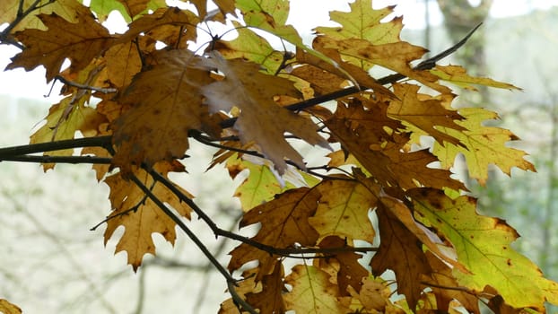 Tree leaves and branches among the forest vegetation. Unedited photograph.