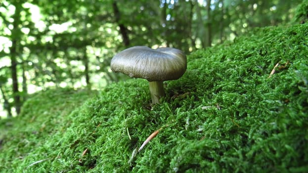 Golden mushroom in the forest