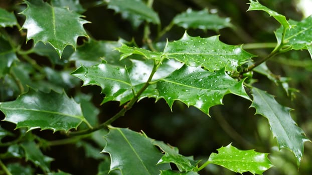 Holly leaf plant in the forest