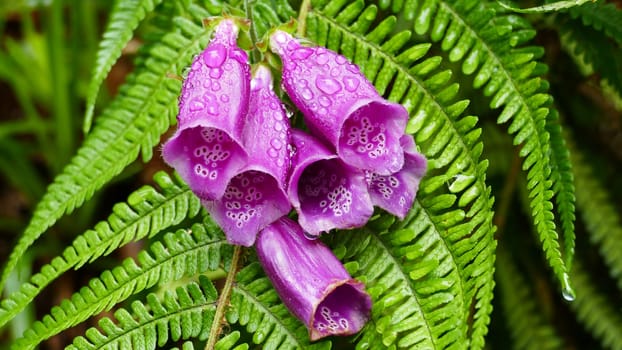 Foxglove, bell shaped flowers and drops of water on a fern leaf