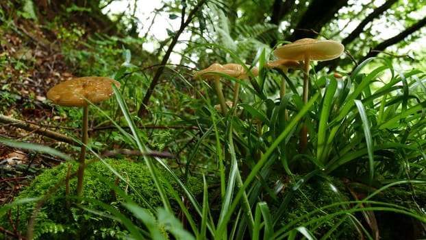 Group of mushrooms among the forest vegetation