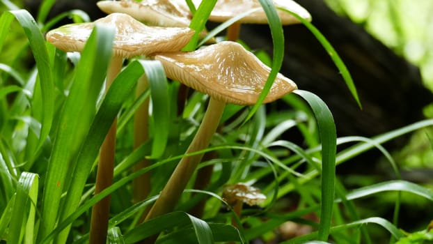 Group of mushrooms among the forest vegetation