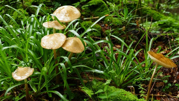 Group of mushrooms among the forest vegetation