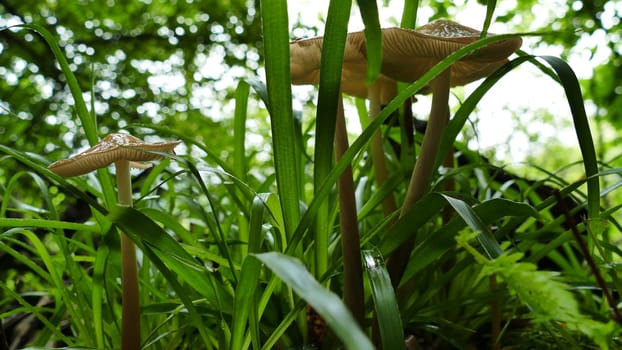 Group of mushrooms among the forest vegetation