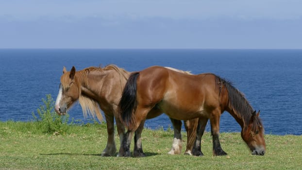 Horses with long hair in the sun with the sea breeze from the coast