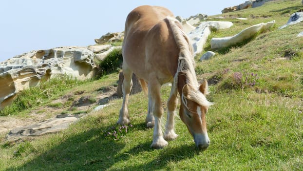 Brown horse grazing on a hillside
