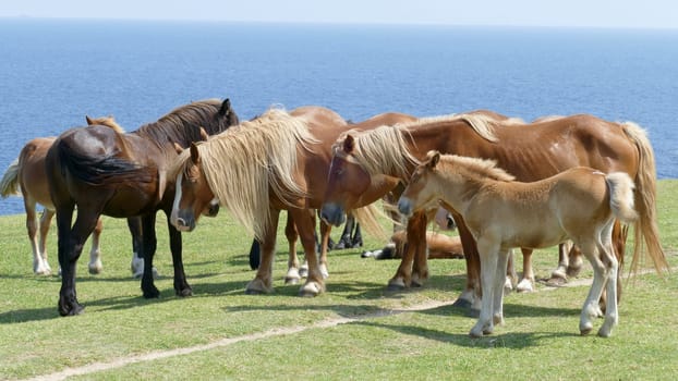 Herd of horses in the sun with the sea breeze from the coast