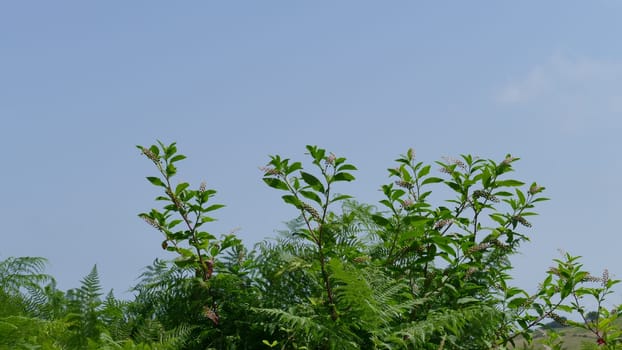 Flowers and plants among the vegetation of the sea coast mountain