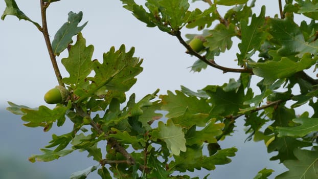 Branch of an oak tree with acorns among the vegetation of the mountain