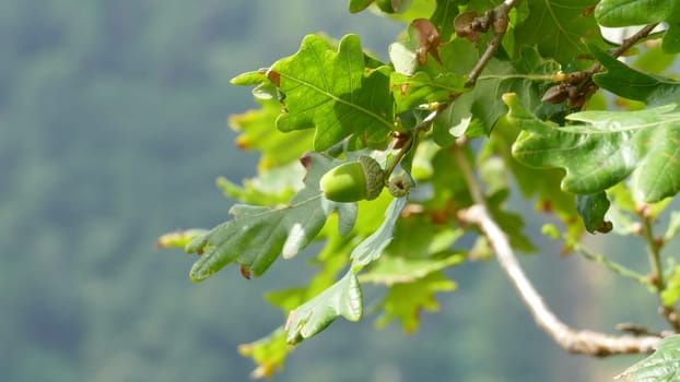 Branch of an oak tree with acorns among the vegetation of the mountain