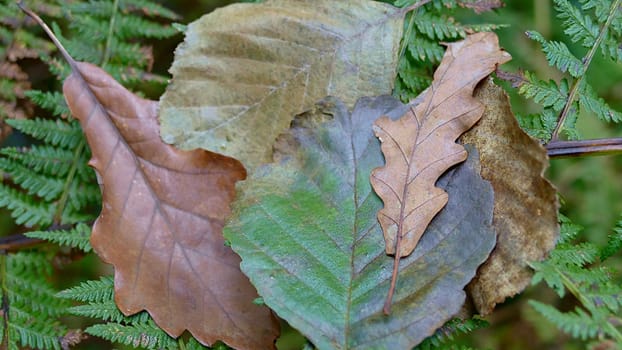 Dry leaves grouped in autumn among the vegetation of the forest