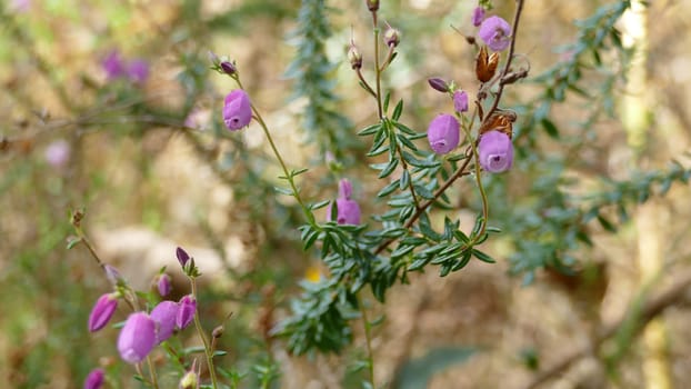 Flowers and plants among the vegetation of the mountain