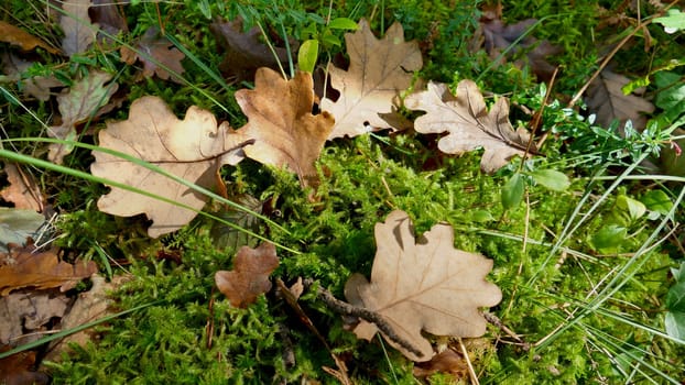 Dry leaves grouped in autumn among the vegetation of the forest