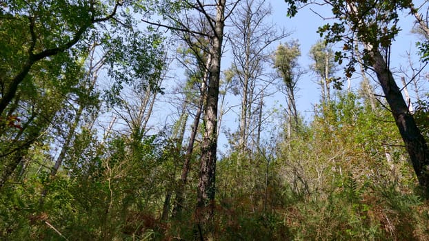 Trees and forest vegetation in autumn