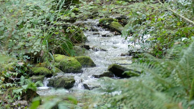 River with small waterfall among the forest vegetation