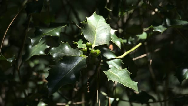 Branch and leaves of holly among the vegetation in the forest