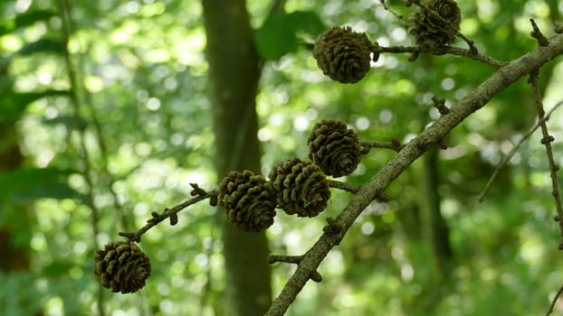 Branch of a tree with pine cones in a forest