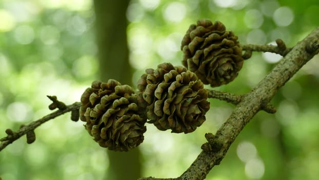 Branch of a tree with pine cones in a forest