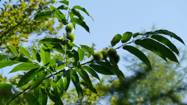 Branches of a chestnut tree in the top of the tree