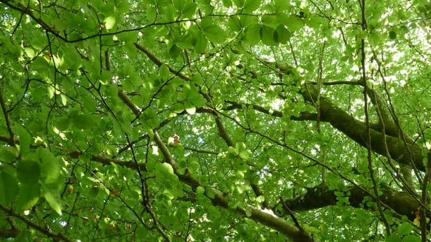 Tree branches in the forest