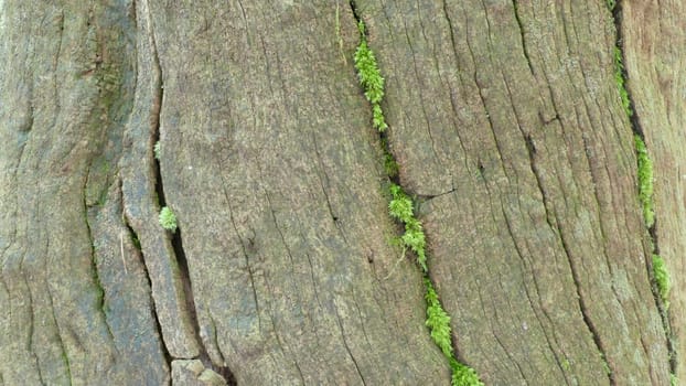 Wood from the bark of an old-growth forest tree