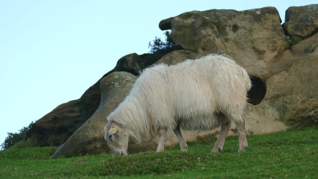 Sheep grazing on a mountaintop