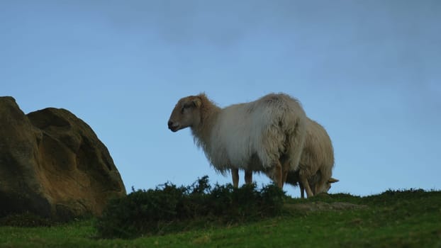 Sheep grazing on a mountaintop