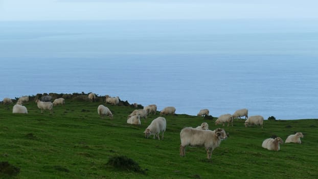 Flock of sheep grazing and resting on the top of a mountain on the sea shore