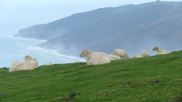 Flock of sheep grazing and resting on the top of a mountain on the sea shore