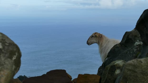 Sheep observing on top of a mountain by the sea shore