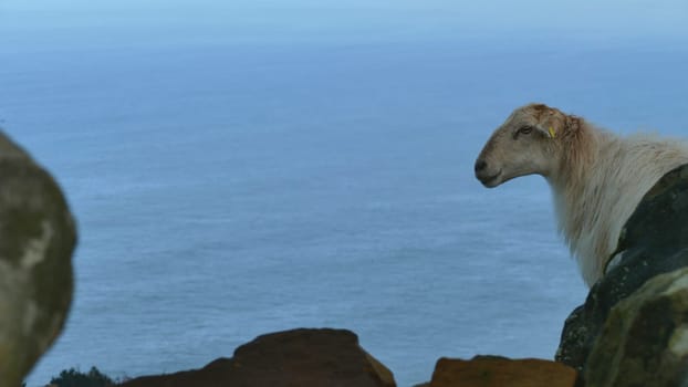 Sheep observing on top of a mountain by the sea shore