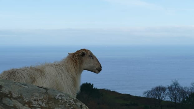 Sheep observing on top of a mountain by the sea shore